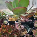 Cacti In Bloom 4
