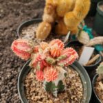 Cacti In Bloom 8