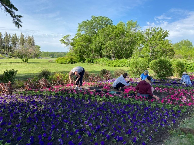 Volunteers working to make the Peace Garden beautiful.